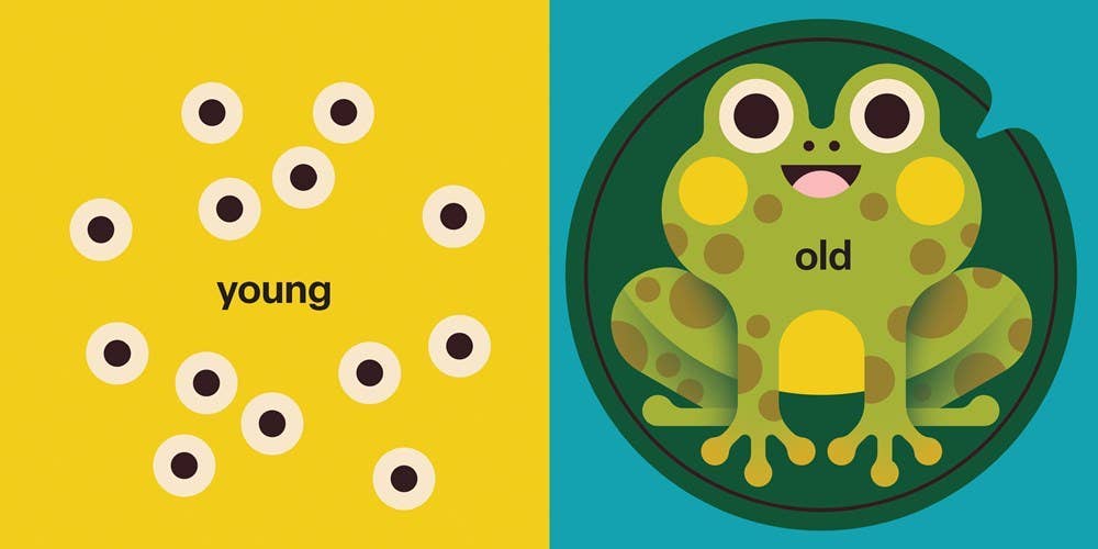 Spring Street Touch and Trace: Opposites: Board Book